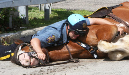 A police officer comforts his horse after the horse collapsed with an injured leg.